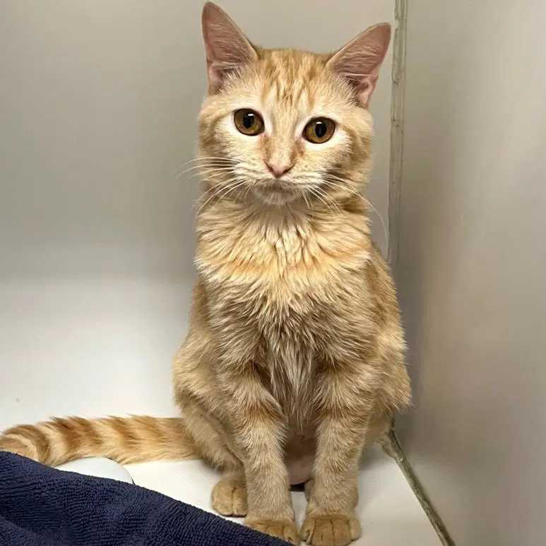 Creamsicle - Domestic Short Hair