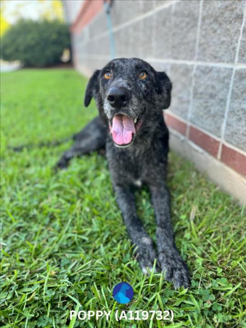 adoptable Dog in Lacombe, LA named POPPY