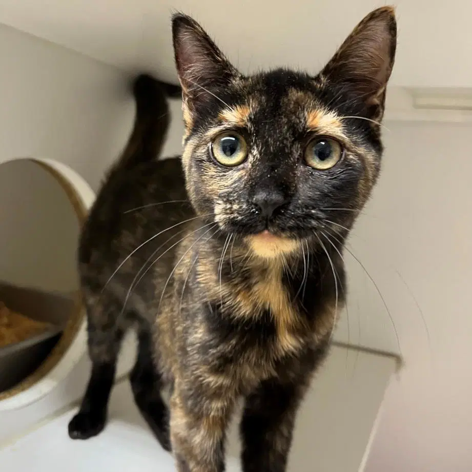 Rachel - Domestic Short Hair