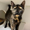 adoptable Cat in Lacombe, LA named RACHEL