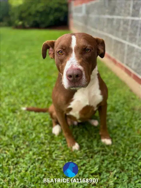 Beatrice - Pit Bull Terrier