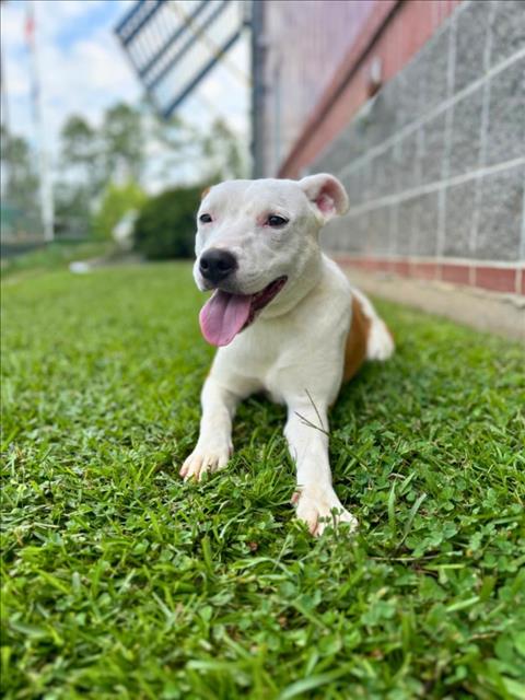 adoptable Dog in Lacombe, LA named PEACHES