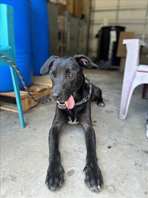 adoptable Dog in Lacombe, LA named OL'ROY