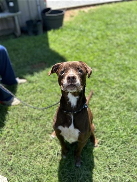 adoptable Dog in Lacombe, LA named ET