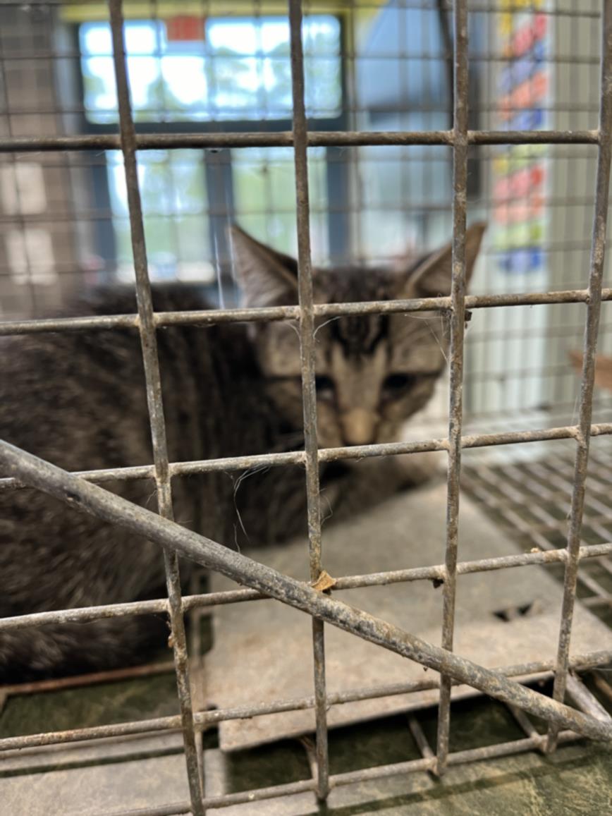 adoptable Cat in Lacombe, LA named GUS