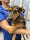 adoptable Dog in , LA named FINAN