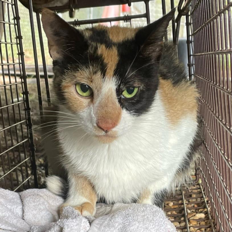 adoptable Cat in Lacombe, LA named REMORA