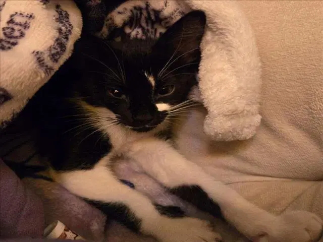 Tiberia - Domestic Short Hair