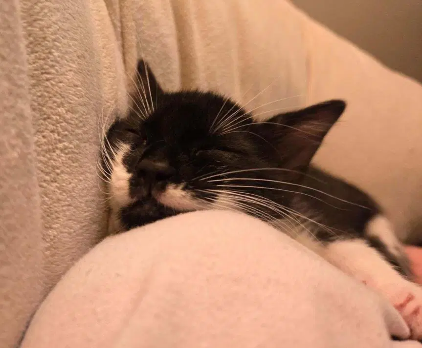 Sheba - Domestic Short Hair