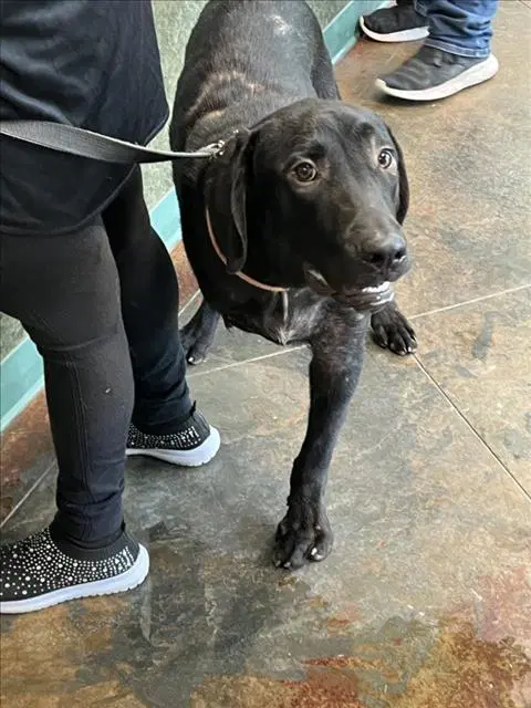 Pup Pup - Labrador Retriever