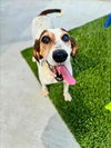 adoptable Dog in , LA named CHERYL