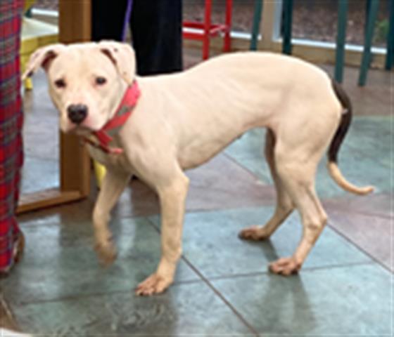 adoptable Dog in Lacombe, LA named PEARLA