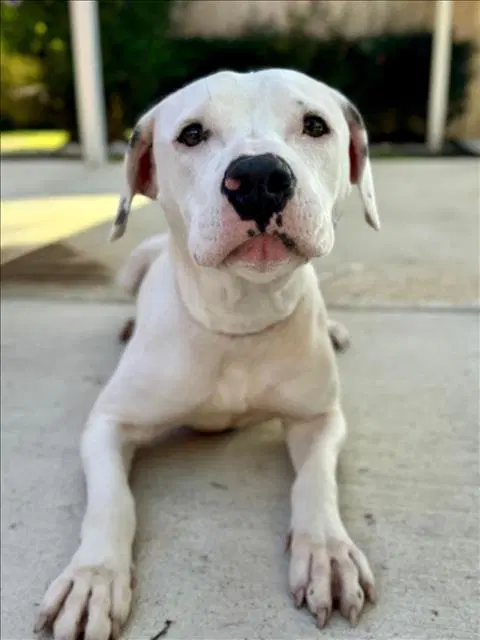 Pearla - Pit Bull Terrier
