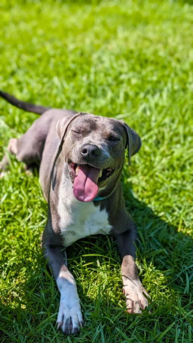 adoptable Dog in Lacombe, LA named CHARLES