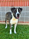 adoptable Dog in  named DWAYNE