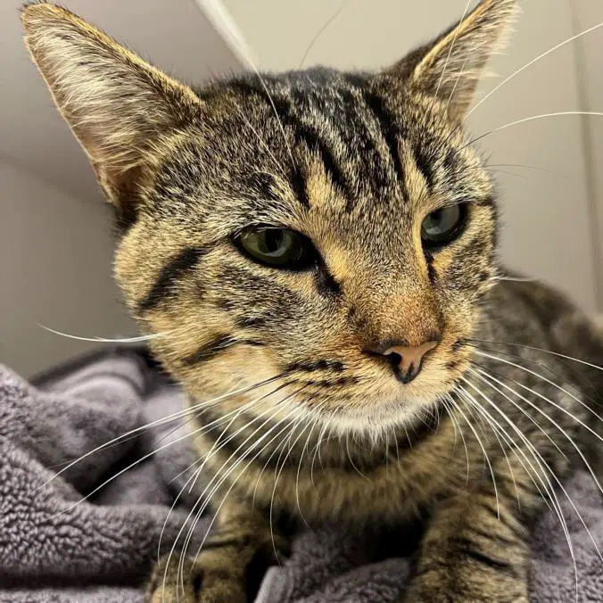 Fabio - Domestic Short Hair