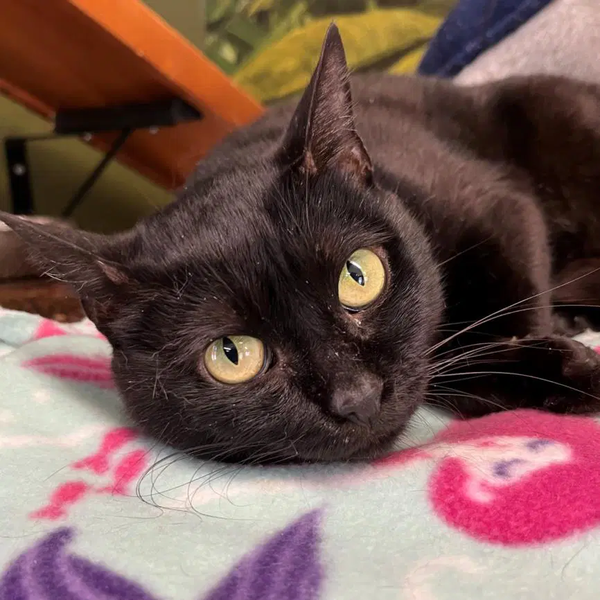 Jinx - Domestic Short Hair