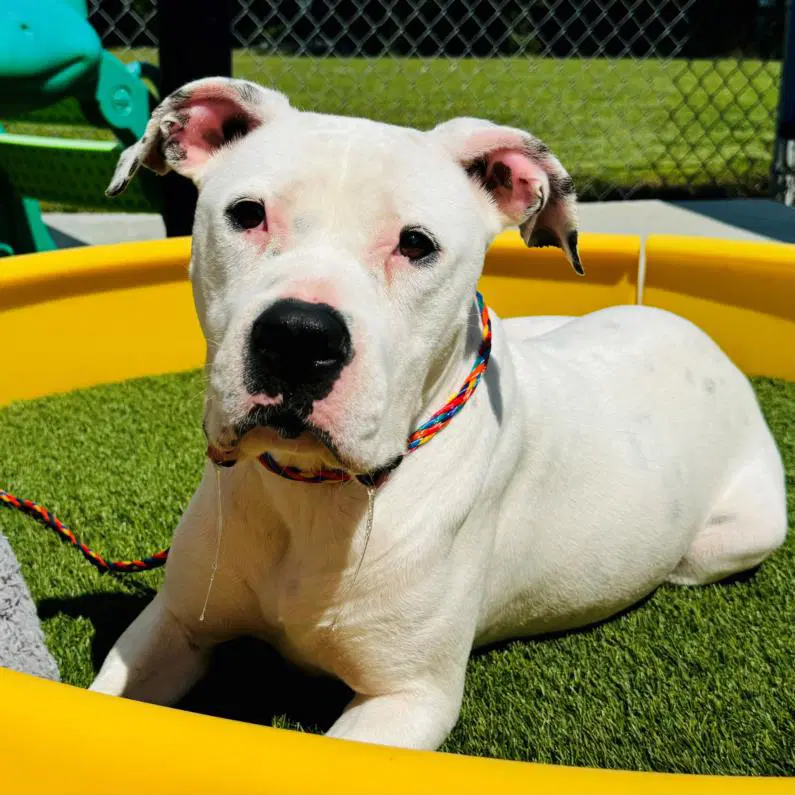 Nicole - Pit Bull Terrier