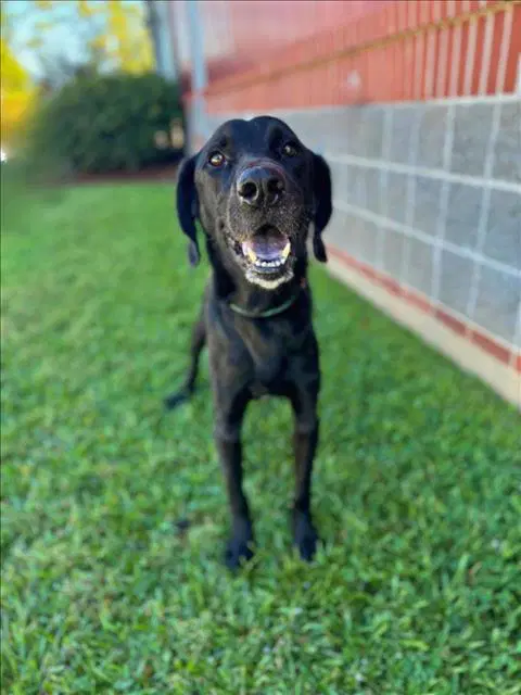 Theodus - Labrador Retriever