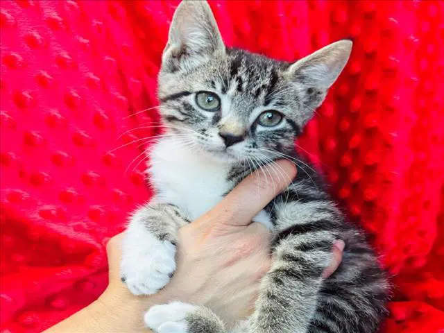 Socks - Domestic Short Hair