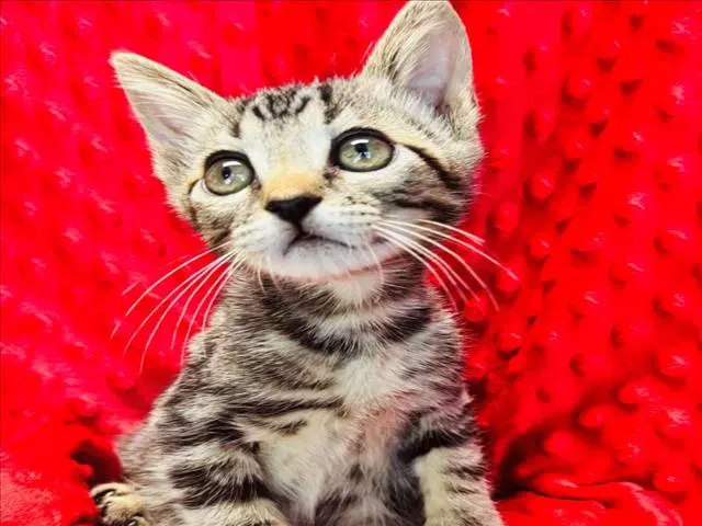 Lil Bit - Domestic Short Hair