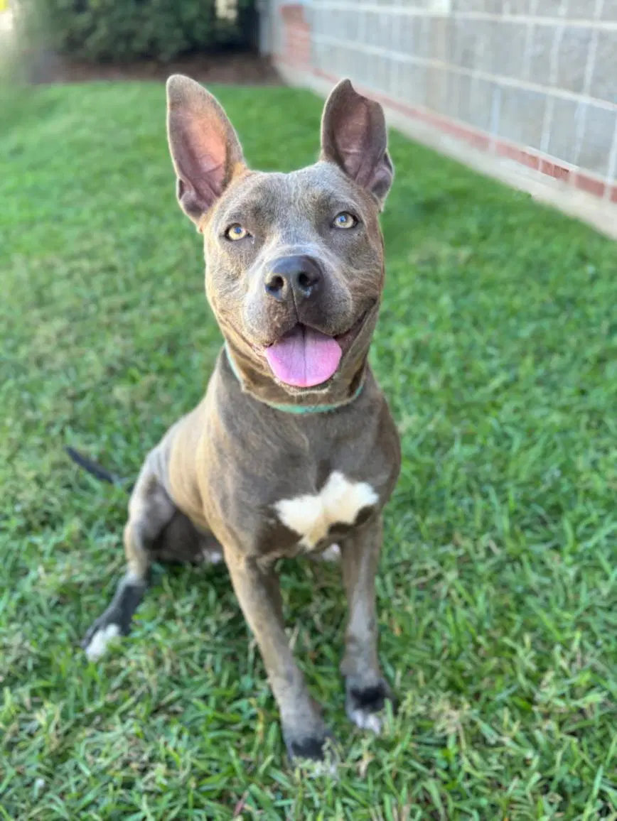 Lavender September - American Staffordshire Terrier