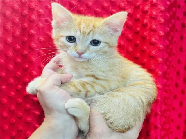 Peach - Domestic Short Hair