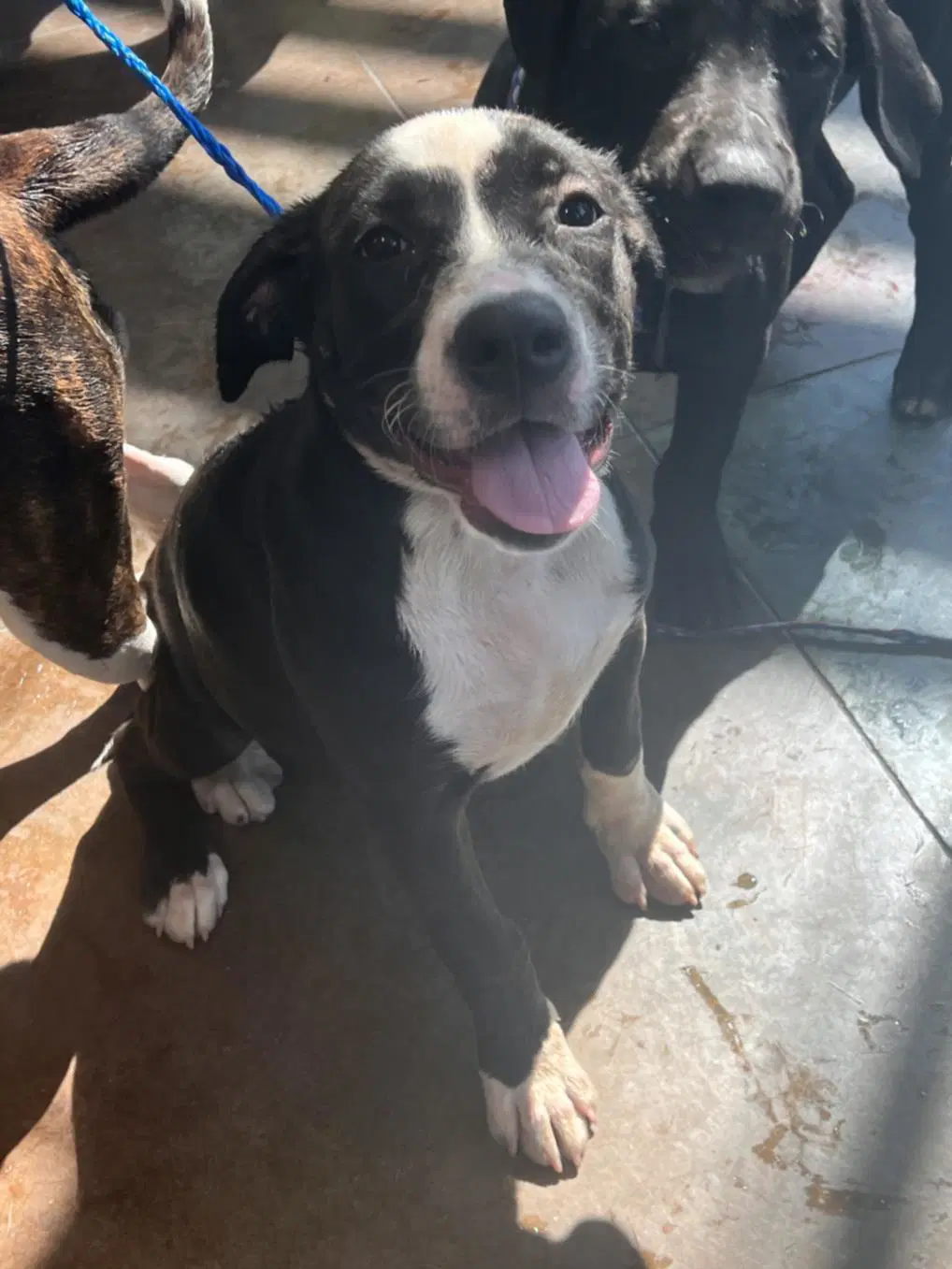 Prada - Catahoula Leopard Dog