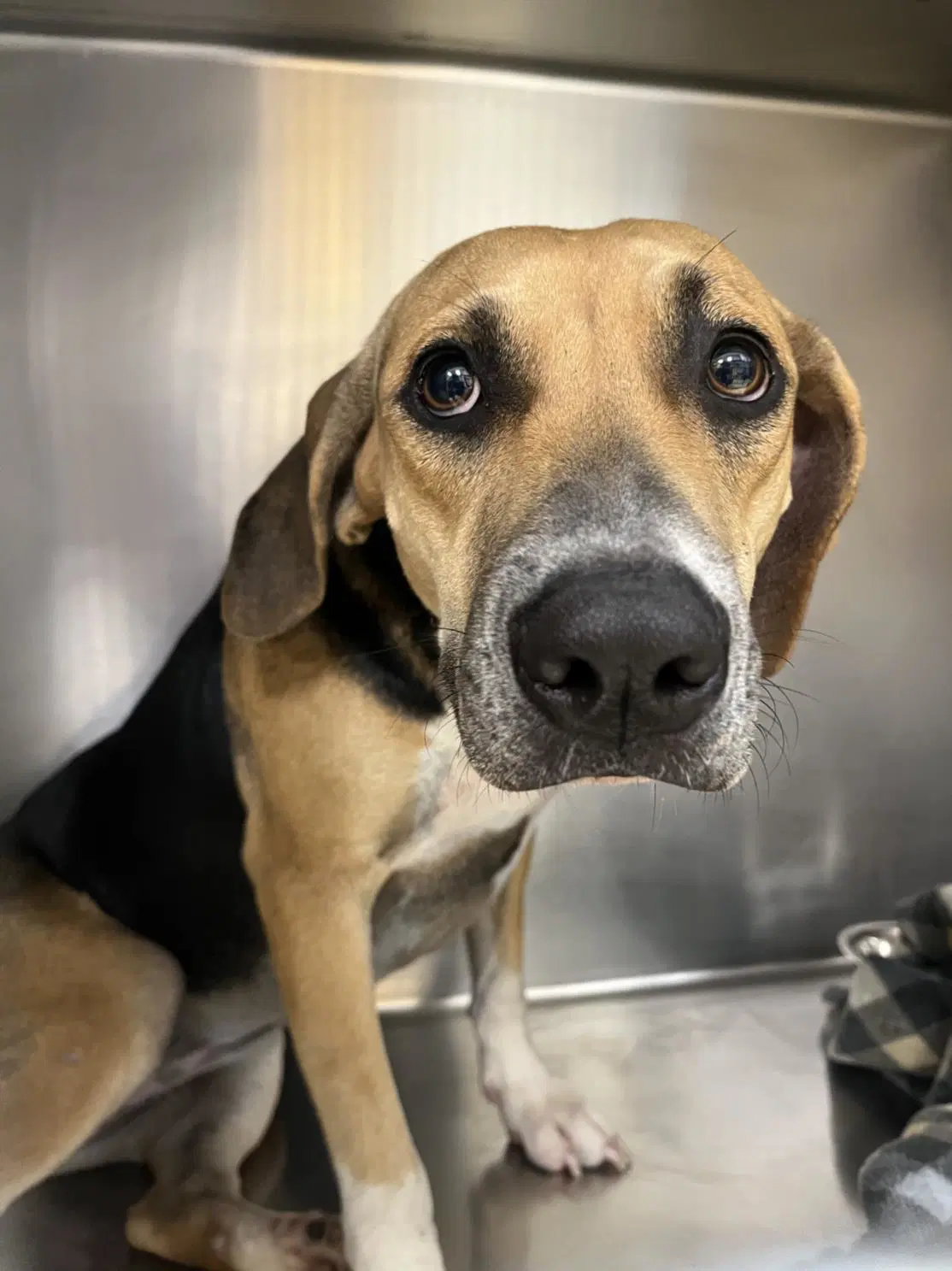 Wiggles - Beagle