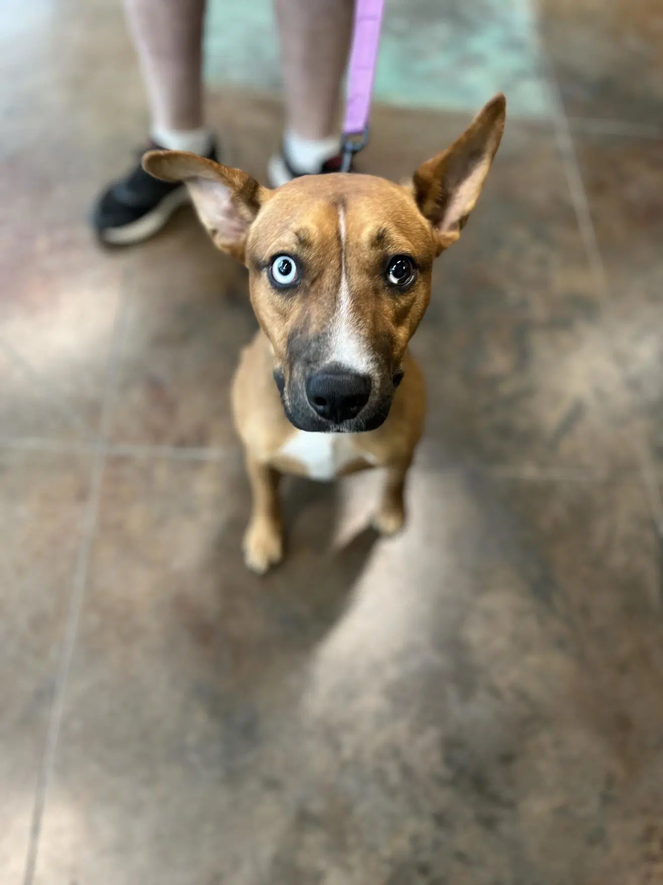 Jack - Catahoula Leopard Dog