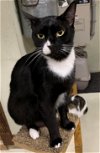 adoptable Cat in land o lakes, FL named Archie