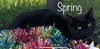 adoptable Cat in Land O Lakes, FL named Spring