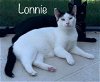 adoptable Cat in land o lakes, FL named Lonnie