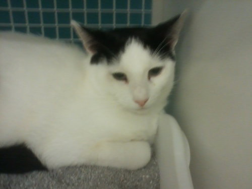 LONNIE - Domestic Short Hair available for adoption