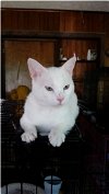 adoptable Cat in land o lakes, FL named Casper