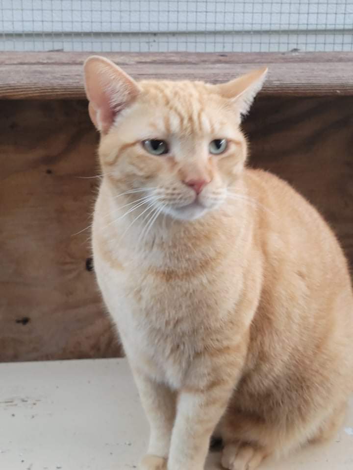 adoptable Cat in Land O Lakes, FL named Pat