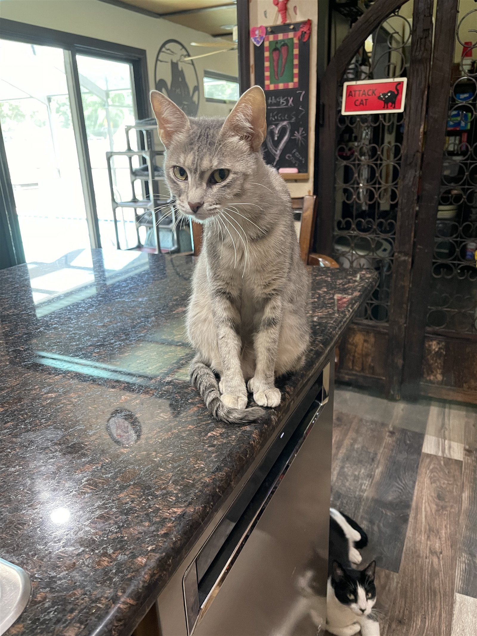 adoptable Cat in Land O Lakes, FL named MJ