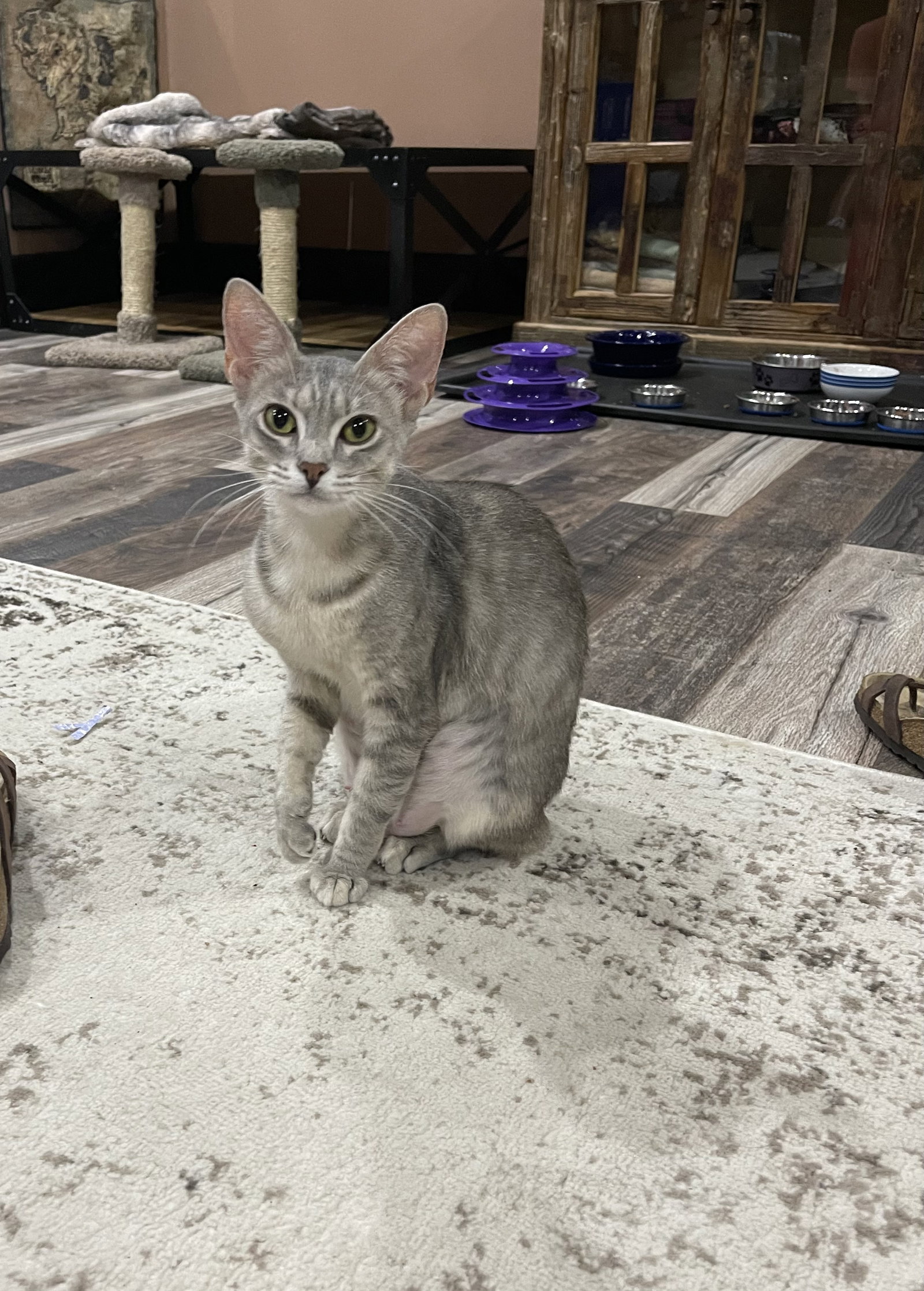Cats for Adoption in Tampa, Florida Alpha Paw