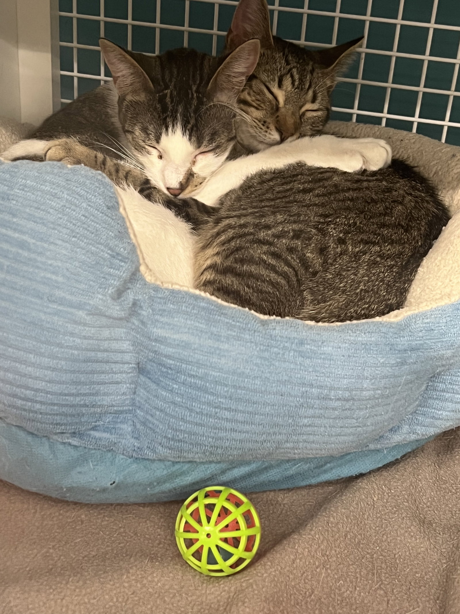 Cats for Adoption in Inverness Highlands South, Florida Alpha Paw