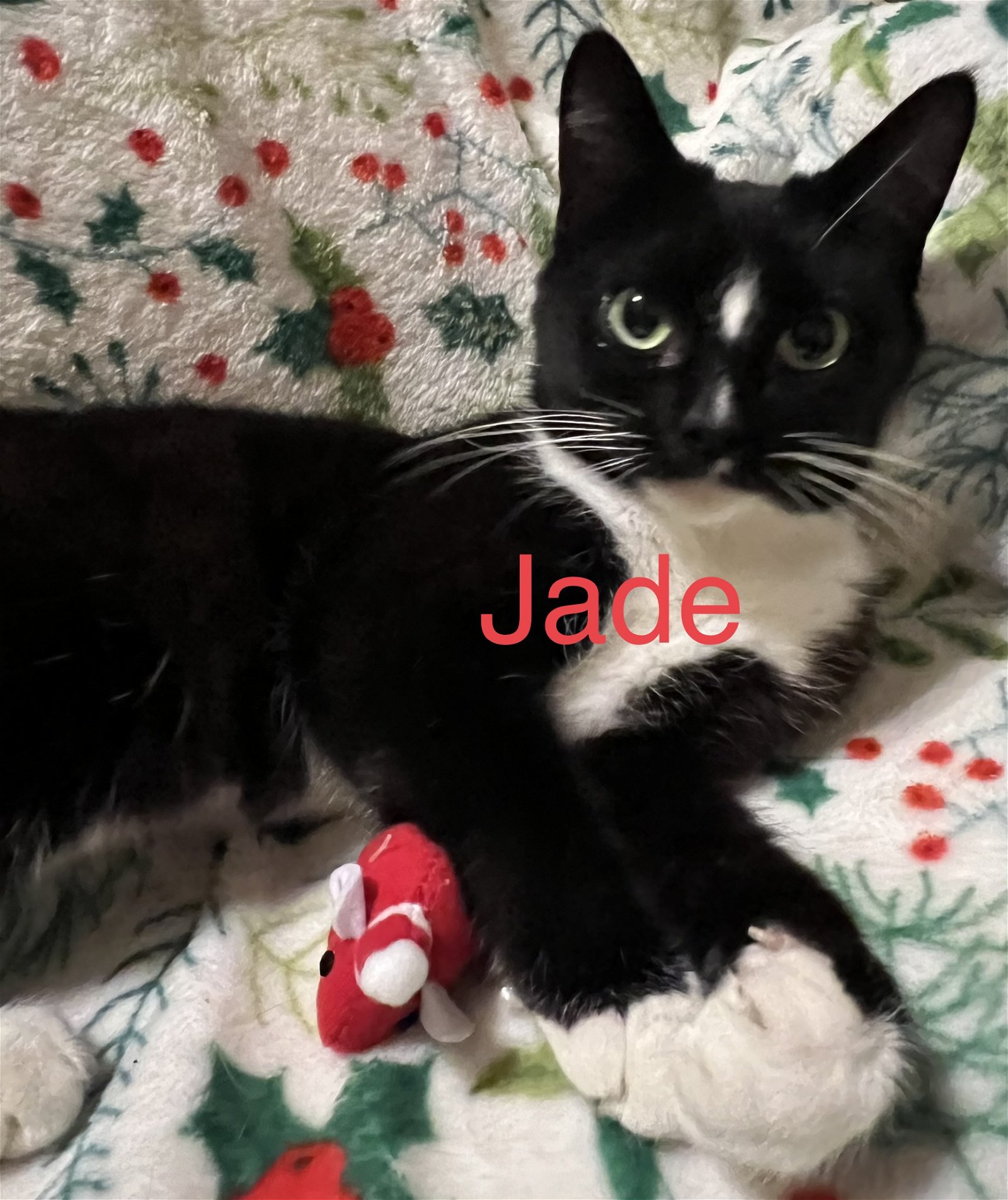 adoptable Cat in Land O Lakes, FL named Jade