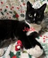 adoptable Cat in land o lakes, FL named Jade