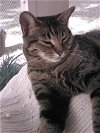 adoptable Cat in land o lakes, FL named Juniper