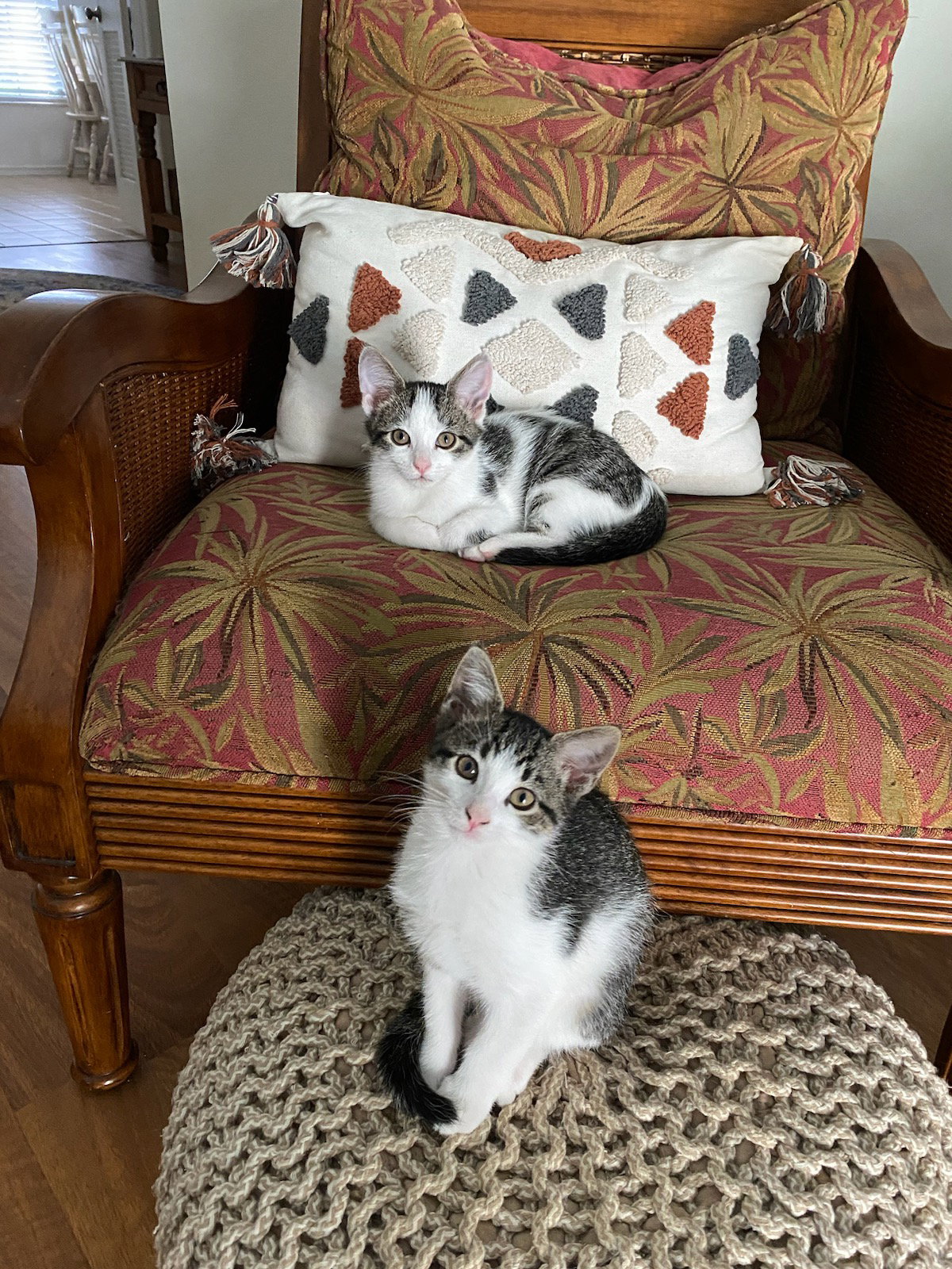 Cats for Adoption in Zephyrhills, Florida Alpha Paw