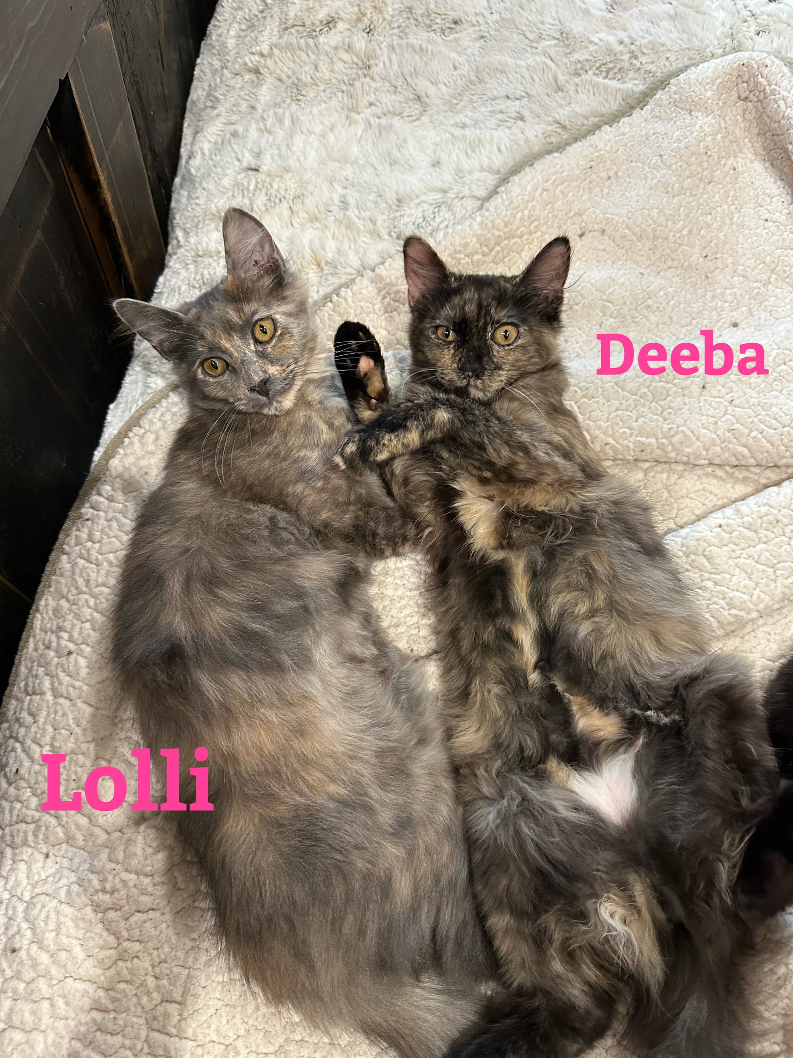 Cats for Adoption in Zephyrhills, Florida Alpha Paw