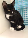 adoptable Cat in Land O Lakes, FL named Moxie