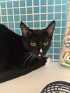Moxie - Photo 2