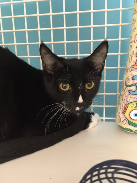MOXIE - Domestic Short Hair available for adoption