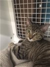 adoptable Cat in land o lakes, FL named Daisy