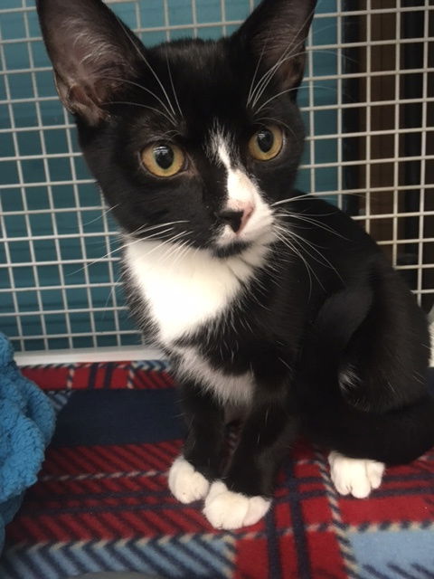 adoptable Cat in Land O Lakes, FL named Bandit