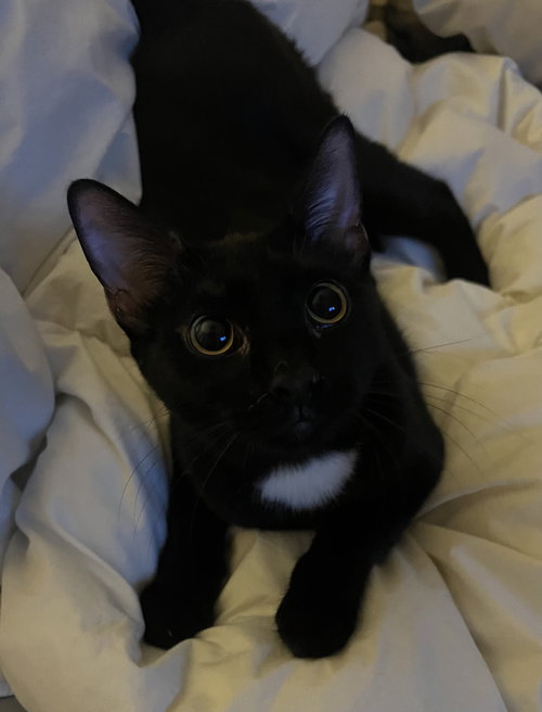 KINI - Domestic Short Hair available for adoption